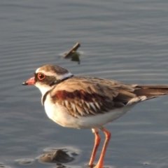 Charadrius melanops (Black-fronted Dotterel) at Campbell, ACT - 9 May 2018 by michaelb