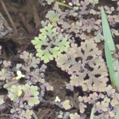 Azolla rubra (Red Water Fern) at Campbell, ACT - 9 May 2018 by MichaelBedingfield