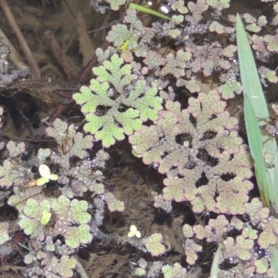 Azolla rubra (Red Water Fern) at Campbell, ACT - 9 May 2018 by MichaelBedingfield
