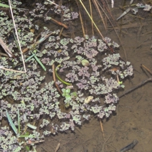 Azolla rubra at Campbell, ACT - 9 May 2018