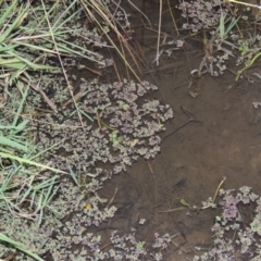 Azolla rubra at Campbell, ACT - 9 May 2018