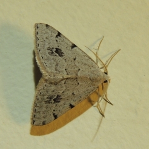 Dichromodes estigmaria at Conder, ACT - 11 Jan 2018