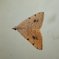 Dichromodes estigmaria at Conder, ACT - 11 Jan 2018