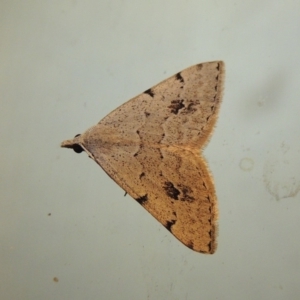 Dichromodes estigmaria at Conder, ACT - 11 Jan 2018 12:11 AM