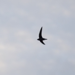 Hirundapus caudacutus (White-throated Needletail) at Illilanga & Baroona - 15 Mar 2018 by Illilanga