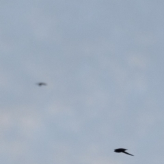 Hirundapus caudacutus at Michelago, NSW - 15 Mar 2018