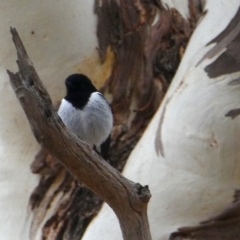 Melanodryas cucullata (Hooded Robin) at Environa, NSW - 26 May 2018 by Wandiyali