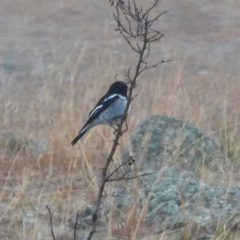 Melanodryas cucullata (Hooded Robin) at Environa, NSW - 25 May 2018 by Wandiyali