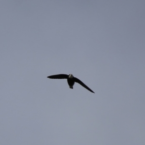 Hirundapus caudacutus at Googong, NSW - 27 Mar 2016 09:25 AM