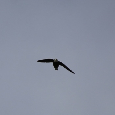 Hirundapus caudacutus (White-throated Needletail) at Googong, NSW - 27 Mar 2016 by Wandiyali