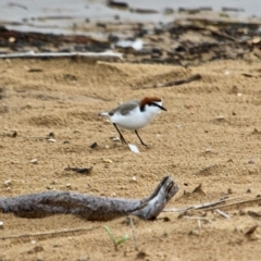 Anarhynchus ruficapillus (Red-capped Plover) at Mogareeka, NSW - 16 May 2018 by RossMannell