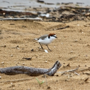 Anarhynchus ruficapillus at Mogareeka, NSW - 16 May 2018