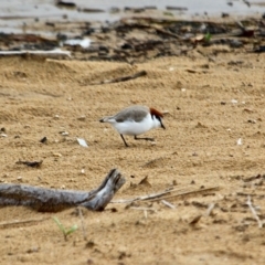 Anarhynchus ruficapillus at Mogareeka, NSW - 16 May 2018