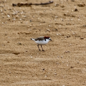 Anarhynchus ruficapillus at Mogareeka, NSW - 16 May 2018