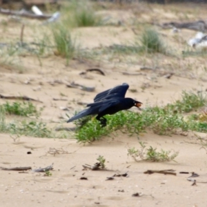 Corvus coronoides at Mogareeka, NSW - 16 May 2018