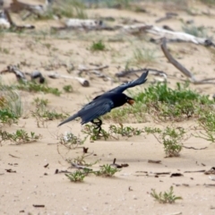 Corvus coronoides at Mogareeka, NSW - 16 May 2018