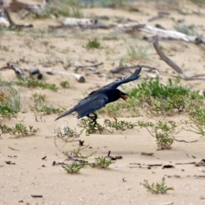 Corvus coronoides at Mogareeka, NSW - 16 May 2018