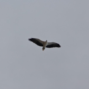 Haliaeetus leucogaster at Mogareeka, NSW - 16 May 2018 02:57 PM