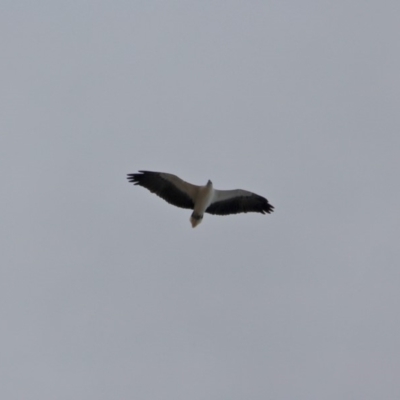 Haliaeetus leucogaster (White-bellied Sea-Eagle) at Mogareeka, NSW - 16 May 2018 by RossMannell