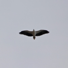 Haliaeetus leucogaster at Mogareeka, NSW - 16 May 2018 02:57 PM