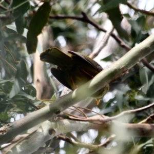 Manorina melanophrys at Tathra, NSW - 16 May 2018 01:41 PM