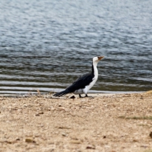 Microcarbo melanoleucos at Mogareeka, NSW - 16 May 2018