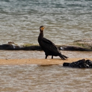 Phalacrocorax carbo at Mogareeka, NSW - 16 May 2018 02:46 PM