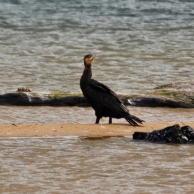 Phalacrocorax carbo (Great Cormorant) at Mogareeka, NSW - 16 May 2018 by RossMannell