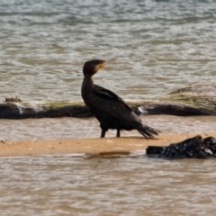 Phalacrocorax carbo at Mogareeka, NSW - 16 May 2018 02:46 PM