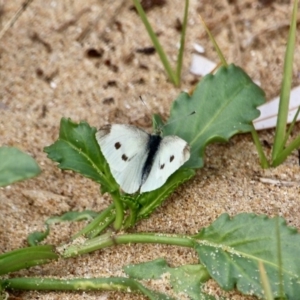 Pieris rapae at Mogareeka, NSW - 16 May 2018 02:34 PM