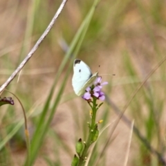 Pieris rapae at Mogareeka, NSW - 16 May 2018 02:34 PM