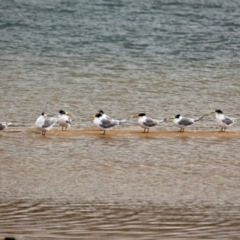 Thalasseus bergii (Crested Tern) at Mogareeka, NSW - 16 May 2018 by RossMannell