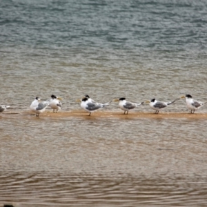 Thalasseus bergii at Mogareeka, NSW - 16 May 2018