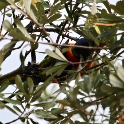 Trichoglossus moluccanus (Rainbow Lorikeet) at Tathra, NSW - 16 May 2018 by RossMannell