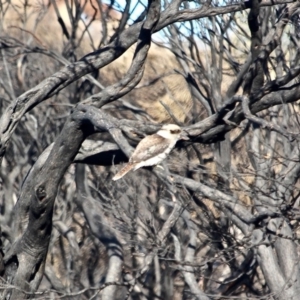 Dacelo novaeguineae at Tathra, NSW - 16 May 2018