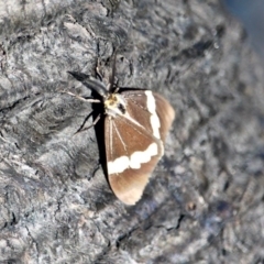 Nyctemera amicus (Senecio Moth, Magpie Moth, Cineraria Moth) at Tathra, NSW - 16 May 2018 by RossMannell
