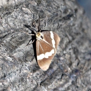 Nyctemera amicus at Tathra, NSW - 16 May 2018