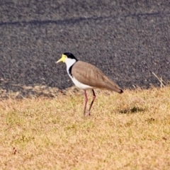 Vanellus miles (Masked Lapwing) at Tathra, NSW - 16 May 2018 by RossMannell