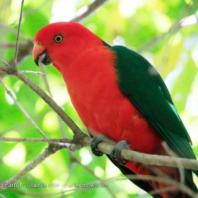 Alisterus scapularis (Australian King-Parrot) at Ulladulla, NSW - 2 Oct 2017 by Charles Dove