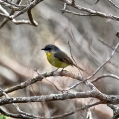 Eopsaltria australis (Eastern Yellow Robin) at Tathra, NSW - 16 May 2018 by RossMannell