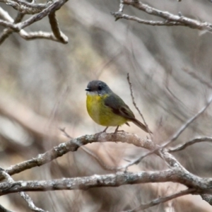 Eopsaltria australis at Tathra, NSW - 16 May 2018 01:30 PM