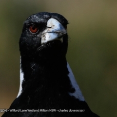 Gymnorhina tibicen (Australian Magpie) at Undefined - 5 Oct 2017 by Charles Dove