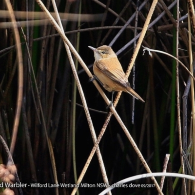 Acrocephalus australis (Australian Reed-Warbler) at Undefined - 5 Oct 2017 by Charles Dove