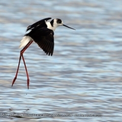 Himantopus leucocephalus (Pied Stilt) at Undefined - 5 Oct 2017 by Charles Dove