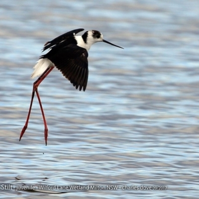Himantopus leucocephalus (Pied Stilt) at Undefined - 5 Oct 2017 by Charles Dove
