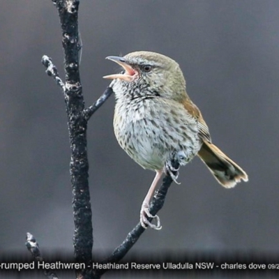 Hylacola pyrrhopygia (Chestnut-rumped Heathwren) at South Pacific Heathland Reserve - 3 Oct 2017 by Charles Dove