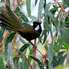 Psophodes olivaceus (Eastern Whipbird) at Undefined - 3 Oct 2017 by Charles Dove
