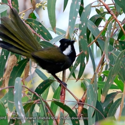 Psophodes olivaceus (Eastern Whipbird) at Undefined - 4 Oct 2017 by CharlesDove