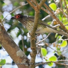 Sphecotheres vieilloti (Australasian Figbird) at Undefined - 6 Oct 2017 by CharlesDove