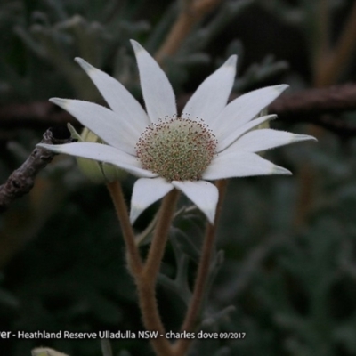Actinotus helianthi (Flannel Flower) at South Pacific Heathland Reserve - 4 Oct 2017 by Charles Dove